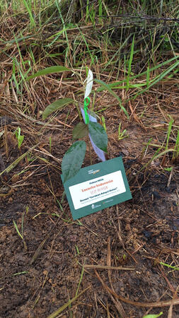 Planted one tree in Hutan Harapan. The land was got big forest fire in 2019.