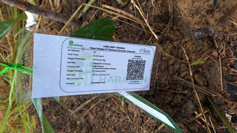 Monitoring the tree we have planted
